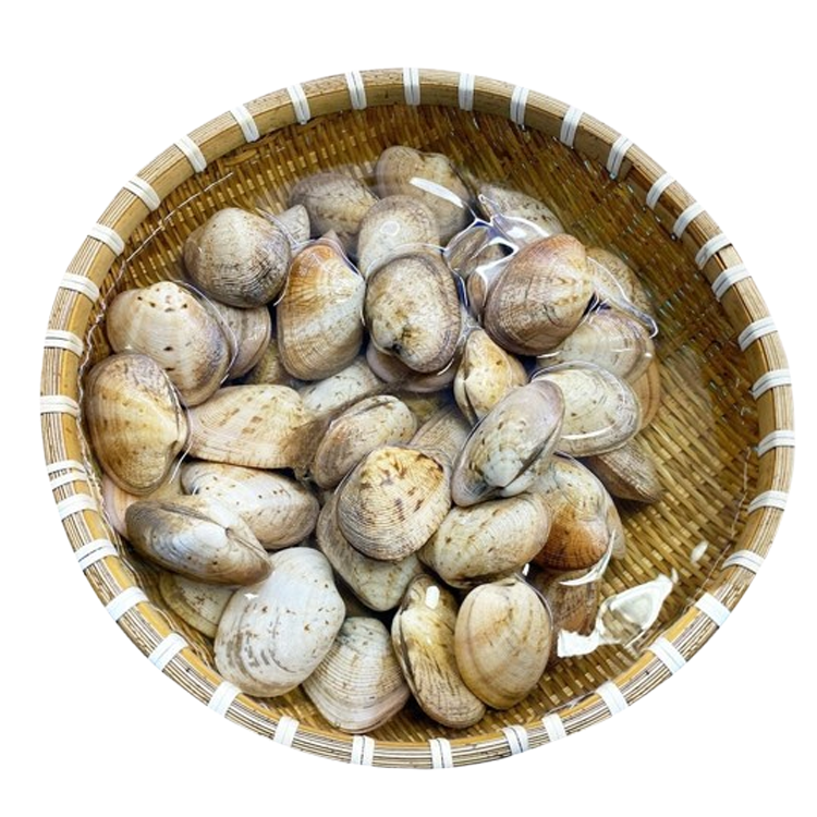 Ngao Hai Cồi Sống