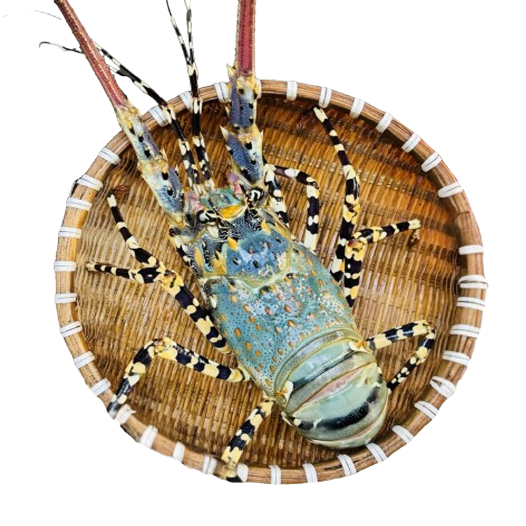 Tôm Hùm Bông Sống 700-900g/con