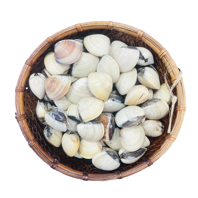 Nghêu Trắng Sống ( Ngao )