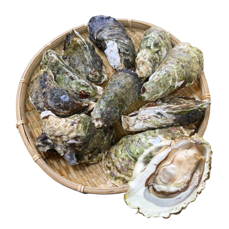 Hàu Sữa Giống Pháp