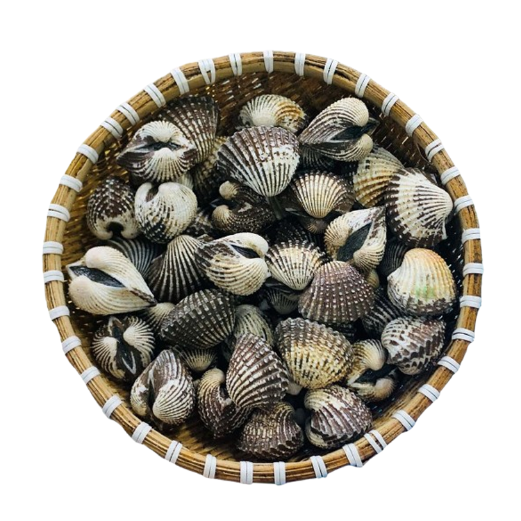 Sò Huyết Indo Sống Size 20 - 30