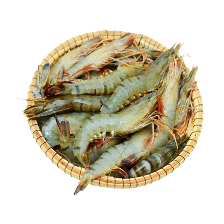 Tôm Sú Biển Size 8-10 Con