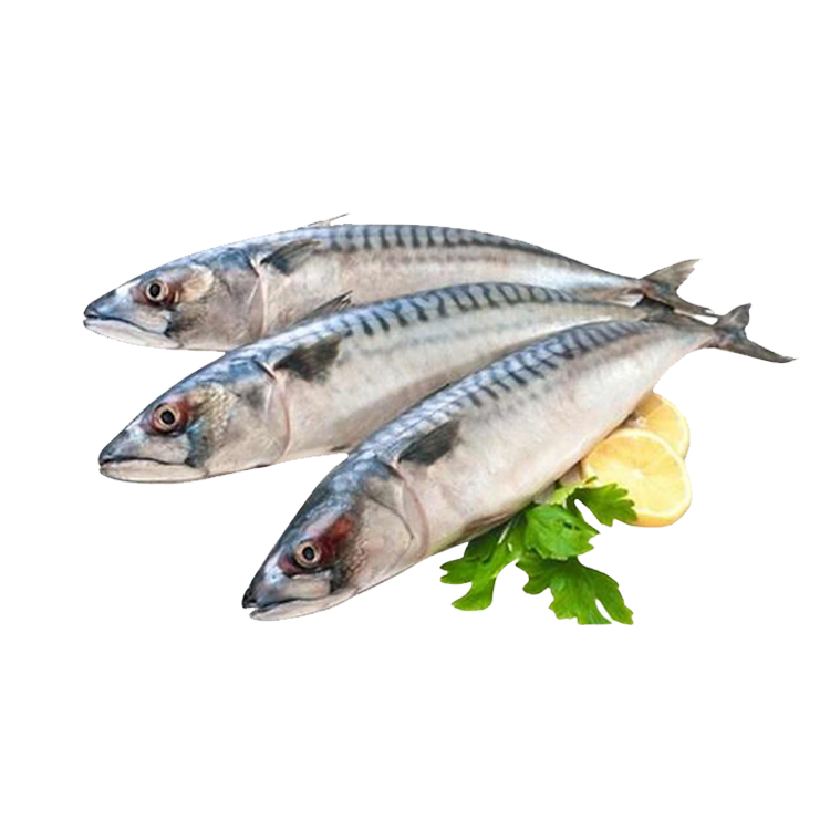 Cá Saba Nguyên Con