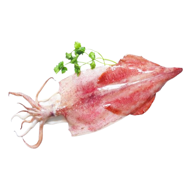 Mực Ống 1 Nắng