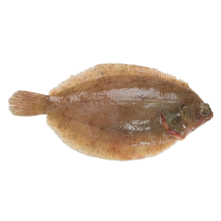 Cá Thờn Bơn sống 