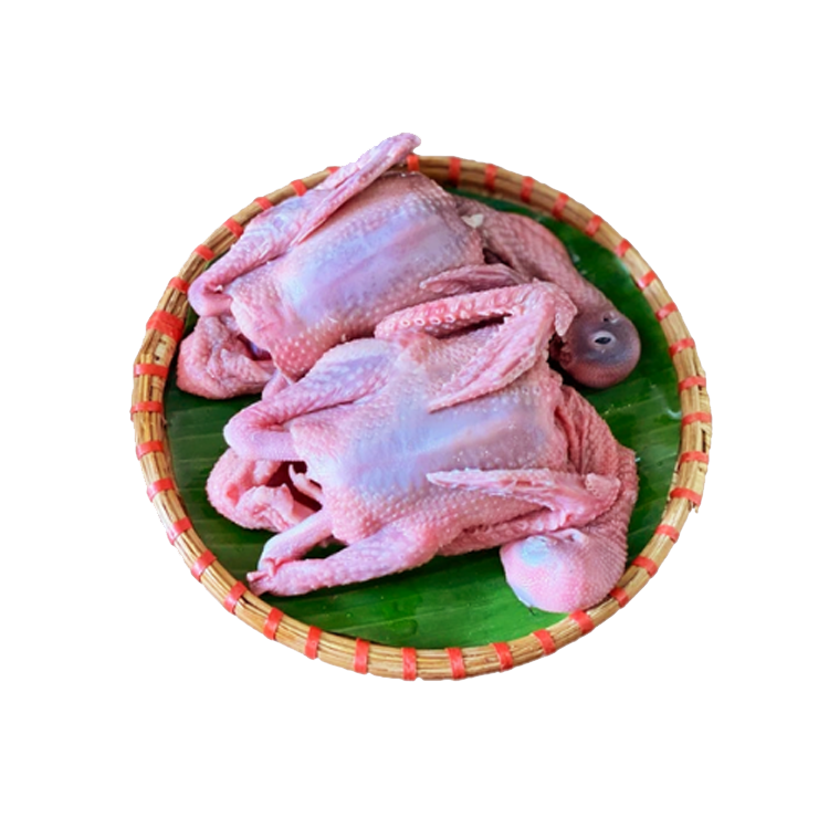 Chim Bồ Câu Thịt