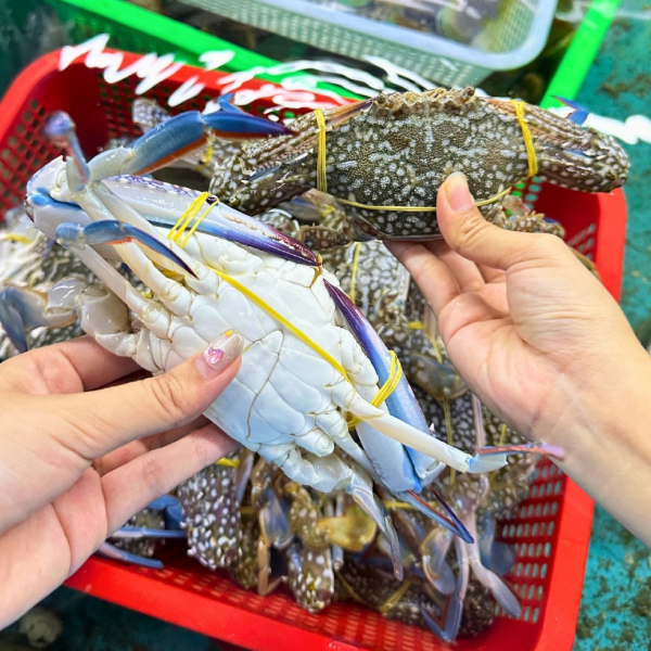 Ghẹ Xanh Sống 5-7 Con/kg