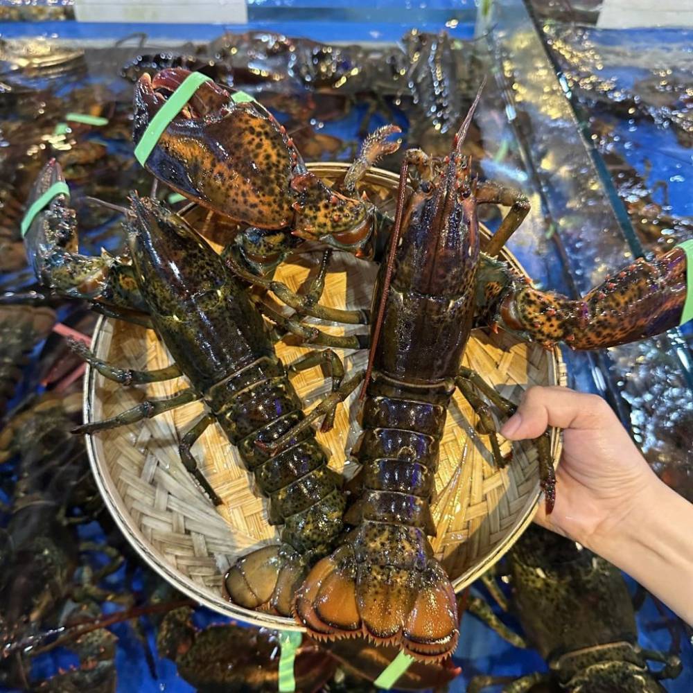 Tôm Hùm Alaska Nhỏ