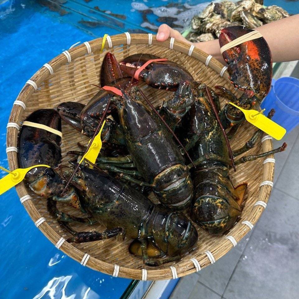 Tôm Hùm Alaska Nhỏ