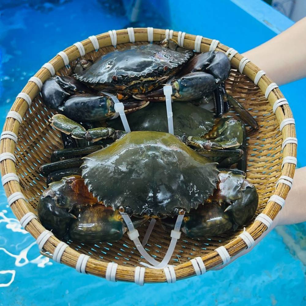 Cua Thịt Cà Mau Y3