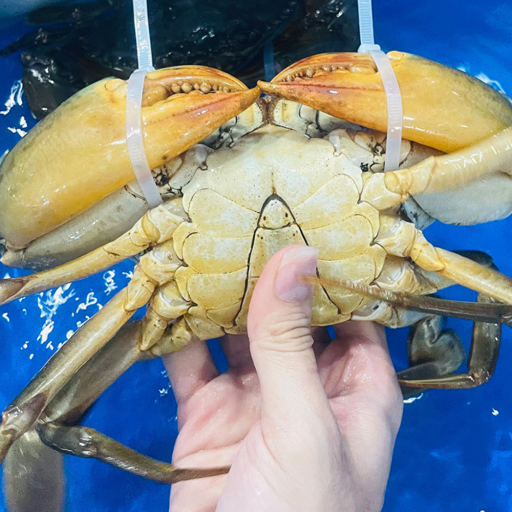 Cua Thịt Cà Mau Y3