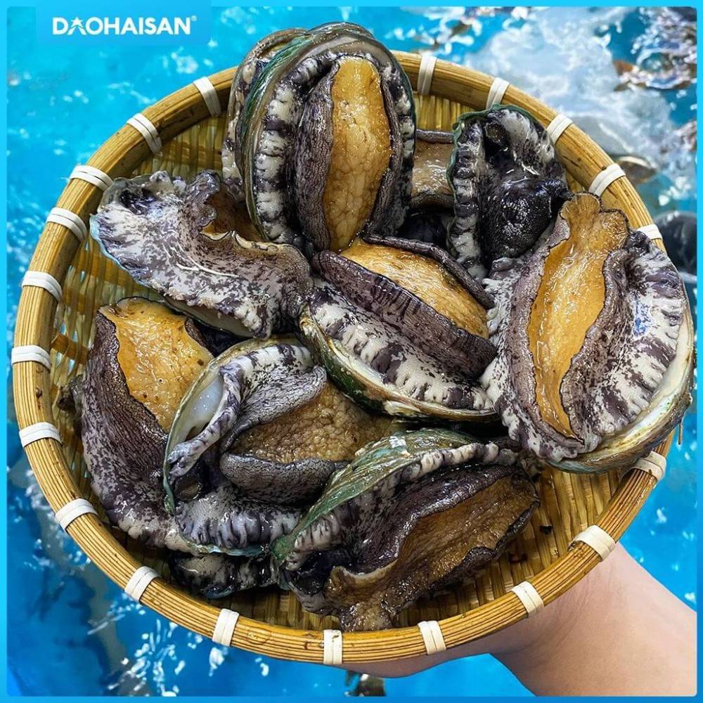 Bào Ngư Hàn Quốc Sống