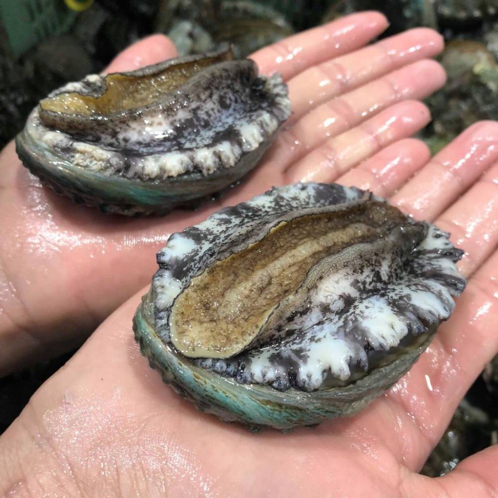 Bào Ngư Hàn Quốc Sống