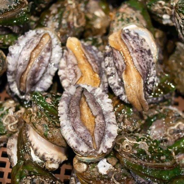 Bào Ngư Hàn Quốc Sống