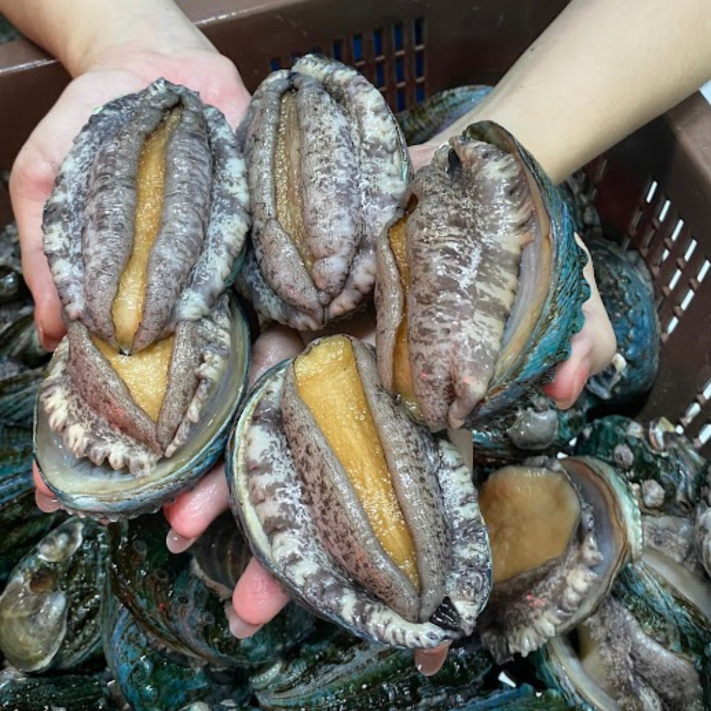 Bào Ngư Hàn Quốc Sống