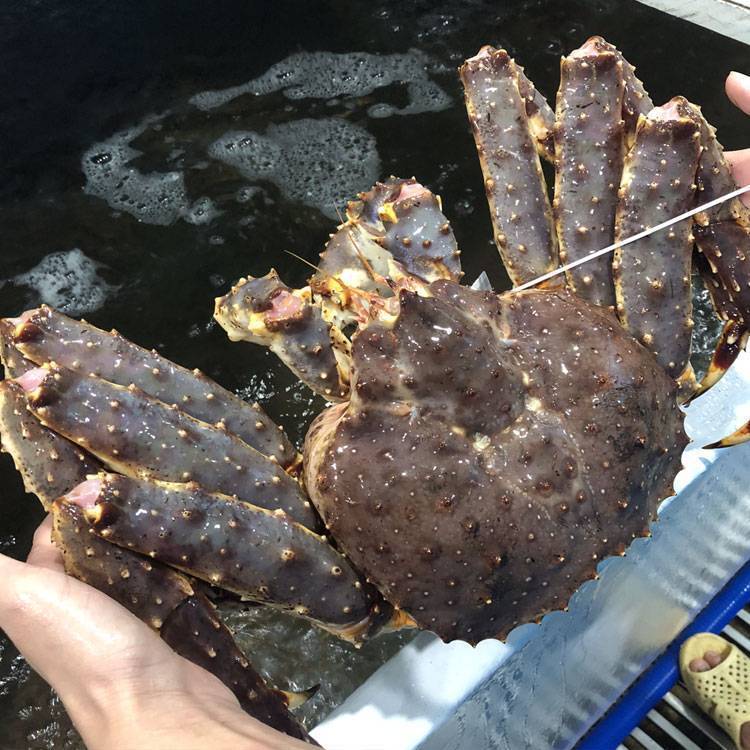 Cua Hoàng Đế - King Crab Đỏ Sống