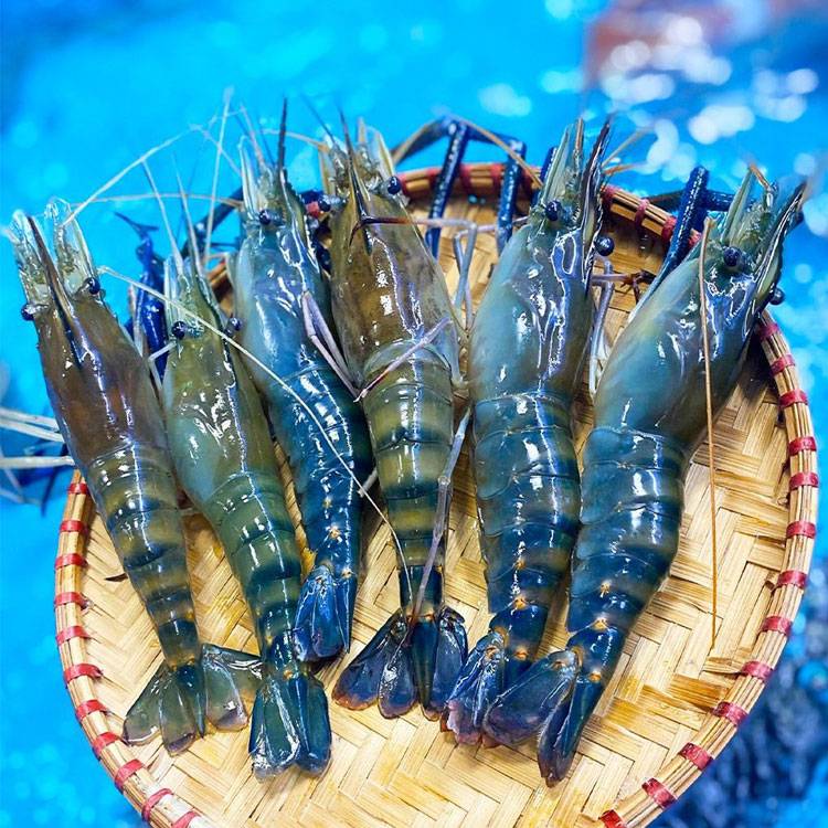 Tôm Càng Xanh Sống