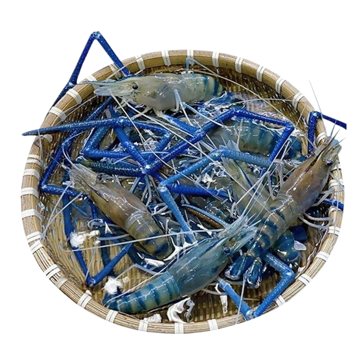 Tôm Càng Xanh Sống