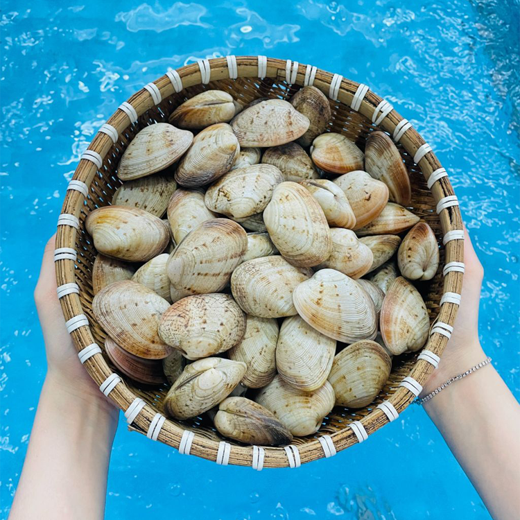 Ngao Hai Cồi Sống