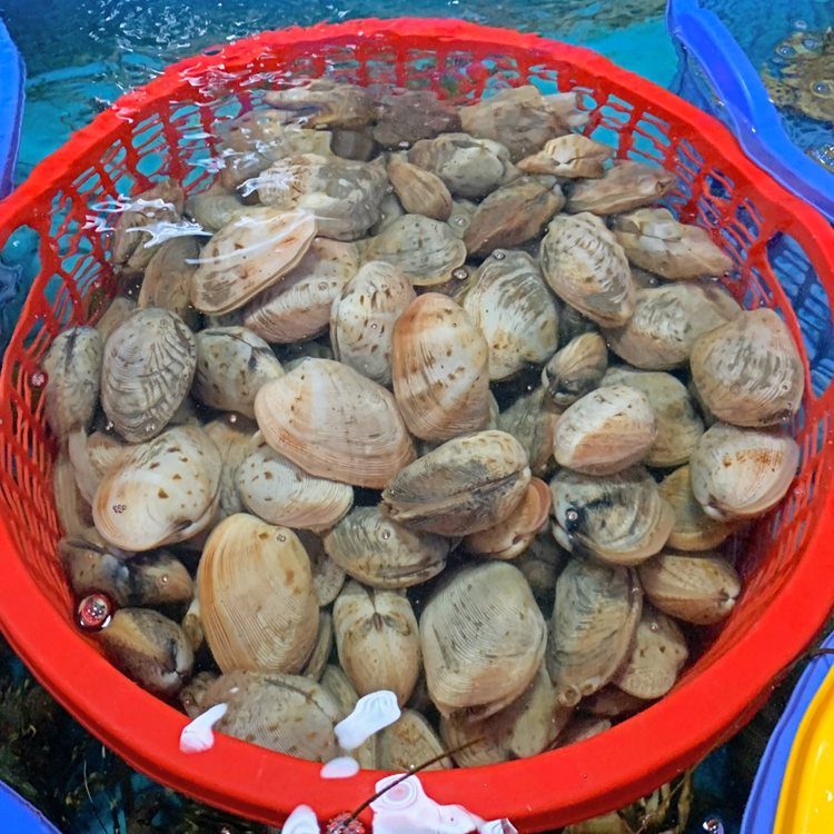 Ngao Hai Cồi Sống