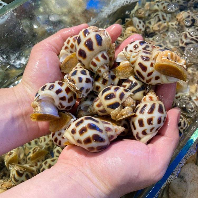 Ốc Hương Sống 100 - 110 con