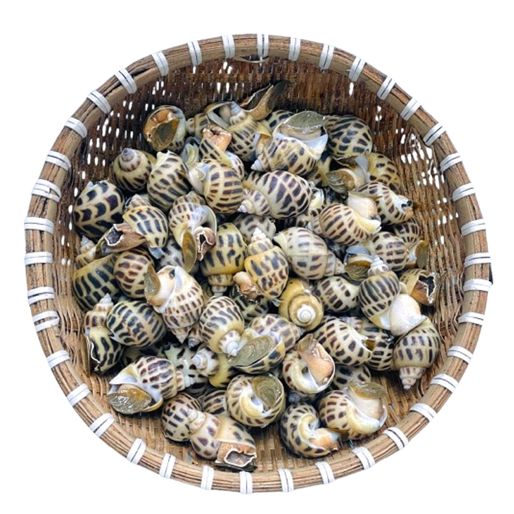 Ốc Hương Sống 100 - 110 con