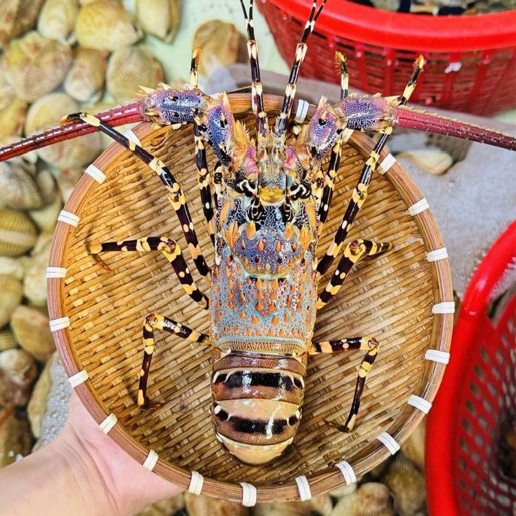 Tôm Hùm Bông Sống 500-700g/con