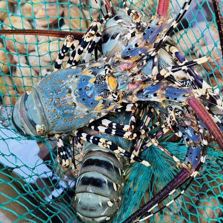 Tôm Hùm Bông Sống 500-700g/con