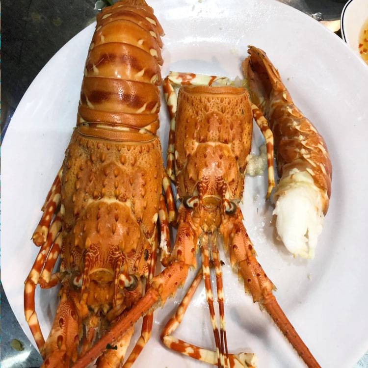 Tôm Hùm Bông Sống 500-700g/con