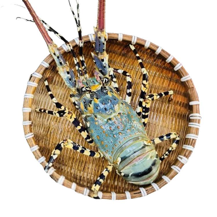 Tôm Hùm Bông Sống 700-900g/con