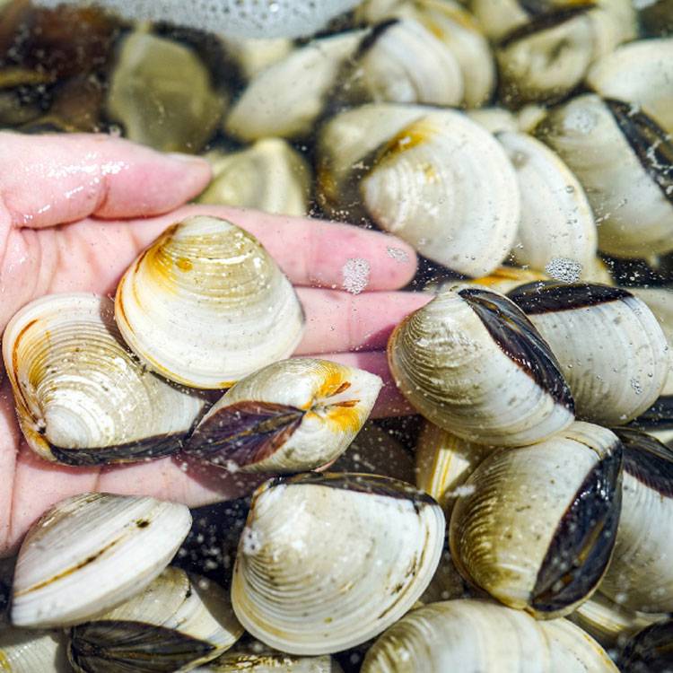 Nghêu Trắng Sống ( Ngao )