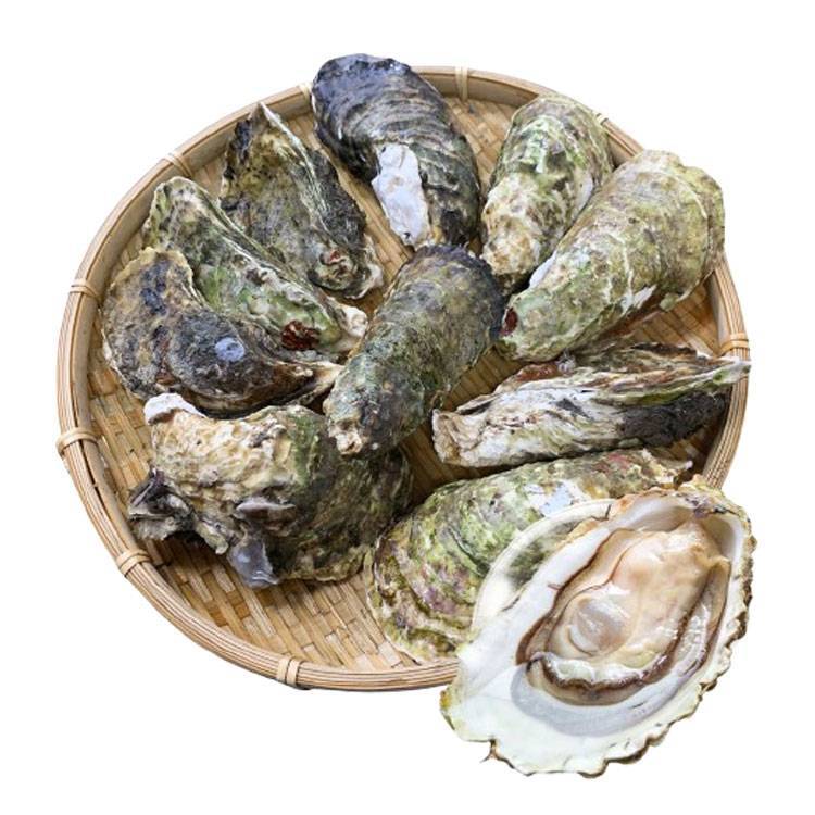 Hàu Sữa Giống Pháp