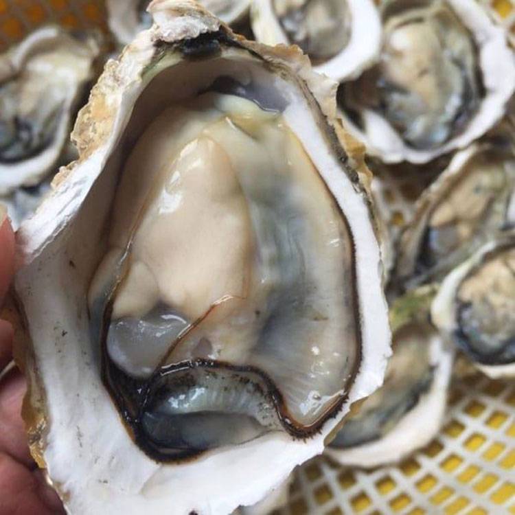 Hàu Sữa Giống Pháp