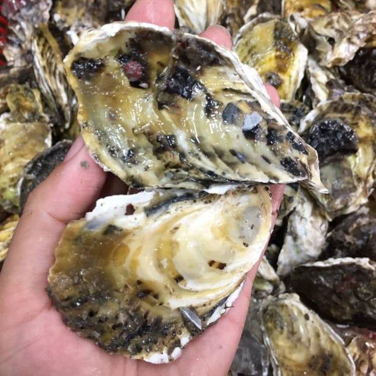 Hàu Sữa Giống Pháp