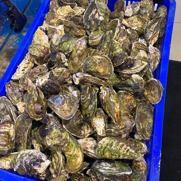 Hàu Sữa Giống Pháp