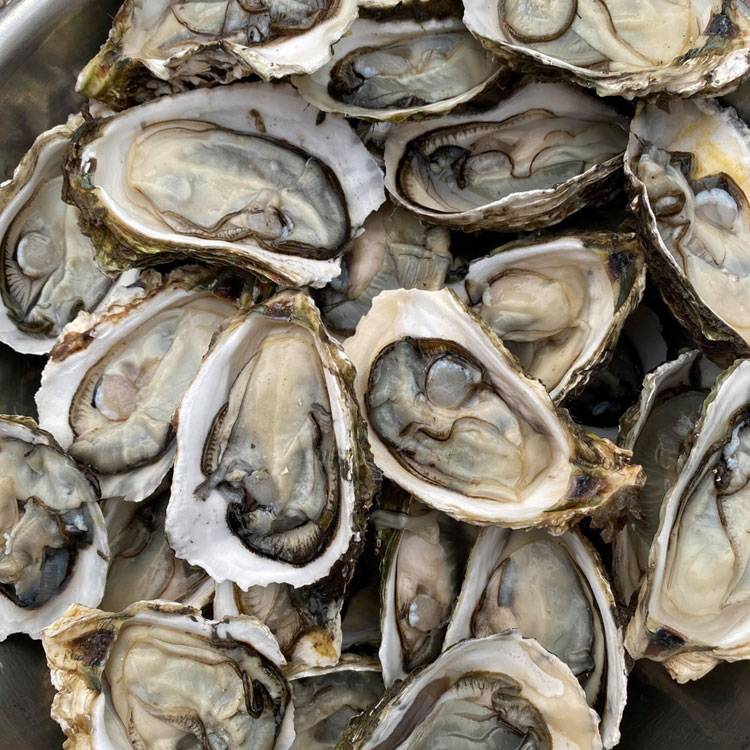 Hàu Sữa Giống Pháp