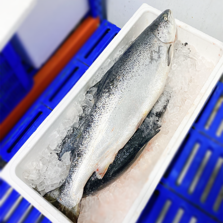 Cá Hồi Nguyên Con Tươi