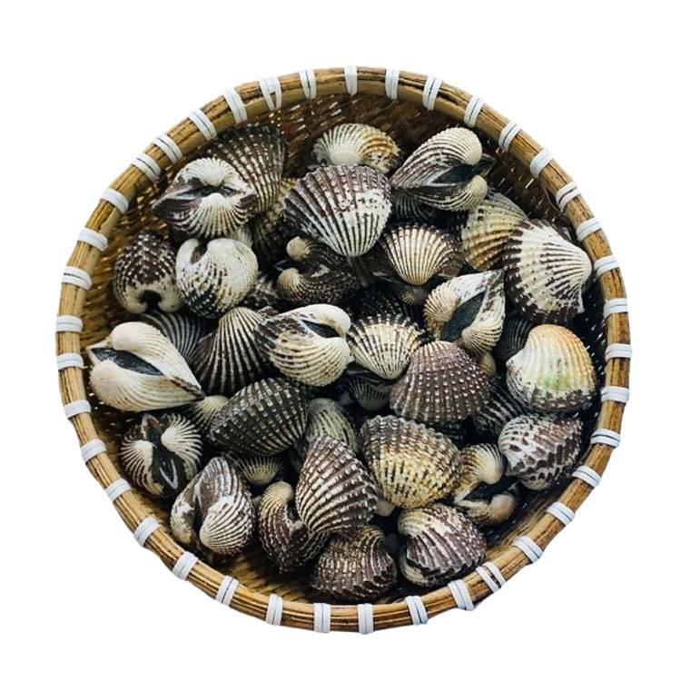 Sò Huyết Indo Sống Size 20 - 30