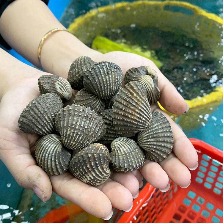 Sò Huyết Indo Sống Size 20 - 30