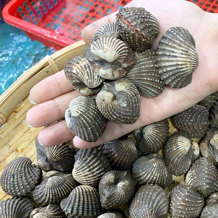 Sò Huyết Indo Sống Size 20 - 30