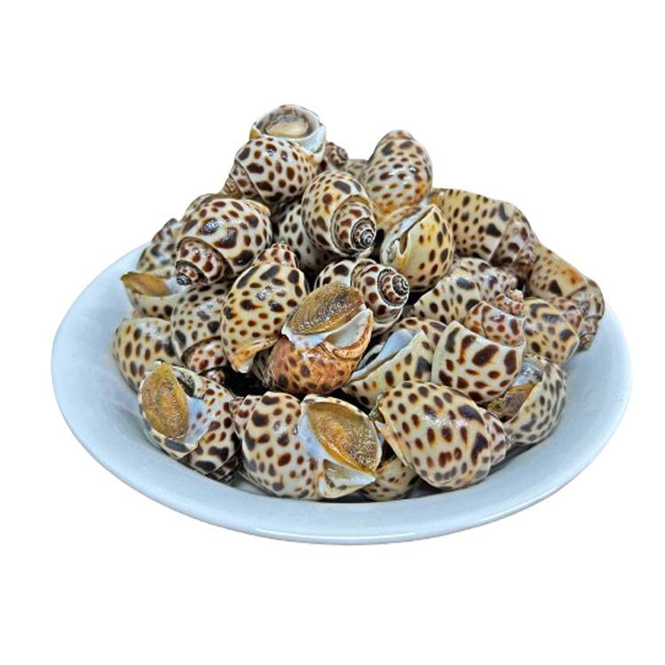 Ốc Hương Indonesia