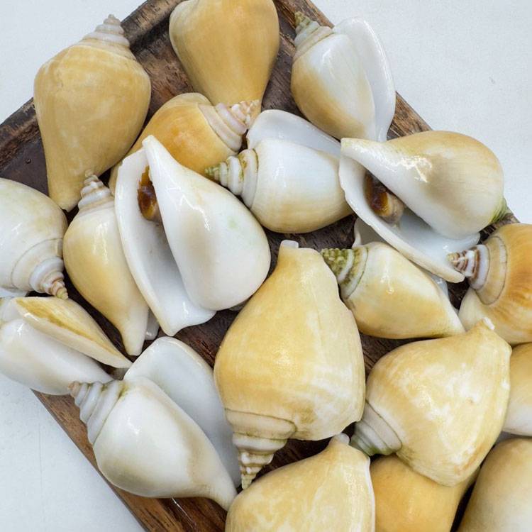 Ốc Nhảy Indonesia