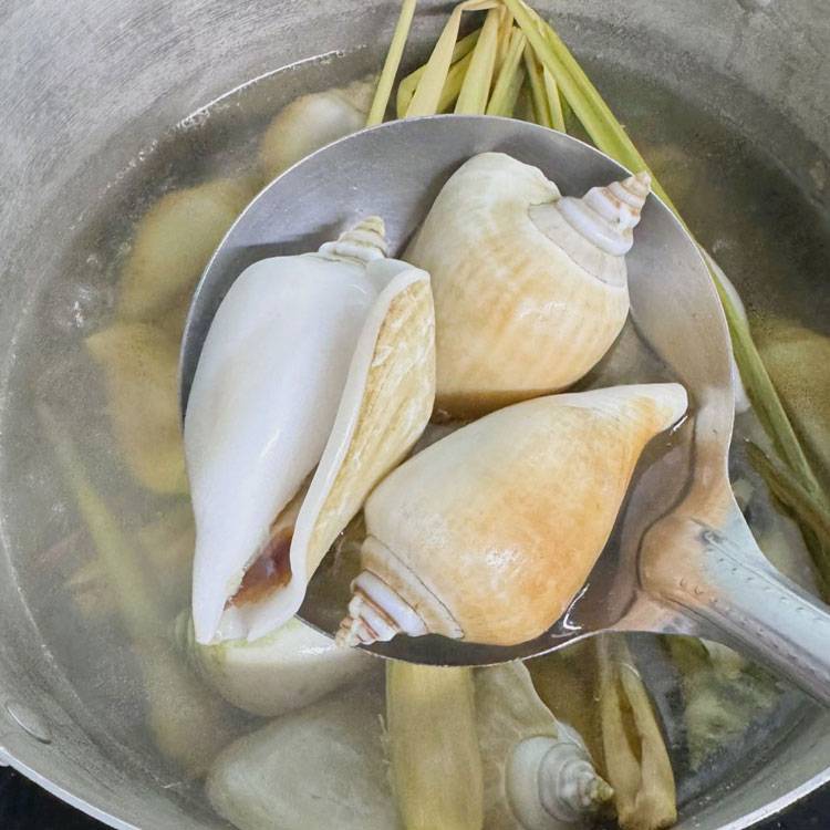 Ốc Nhảy Indonesia