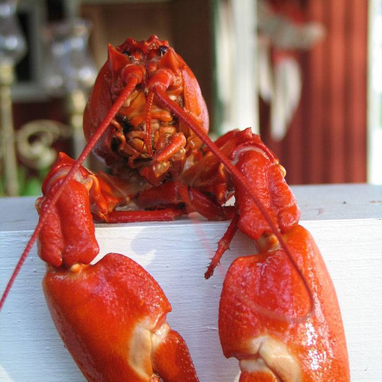 Tôm Hùm Đất Chín