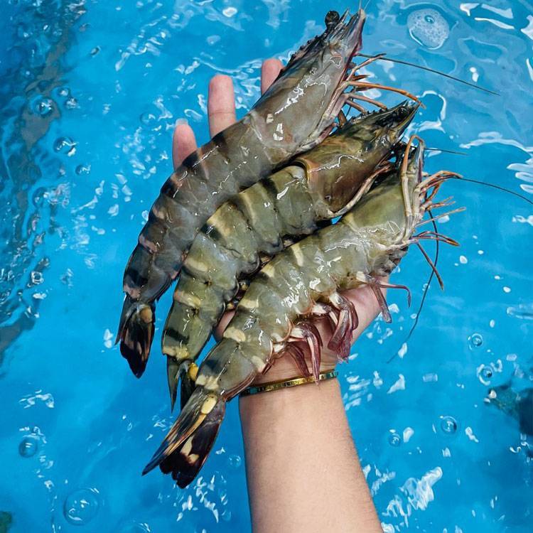 Tôm Sú Biển Size 8-10 Con