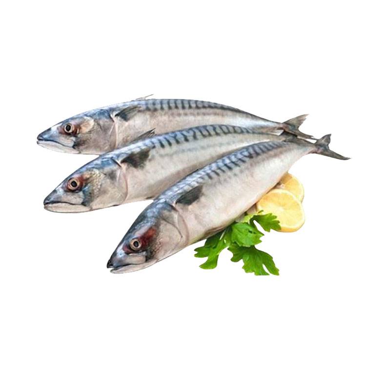 Cá Saba Nguyên Con