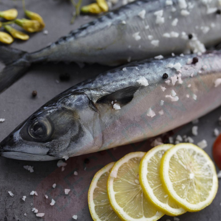 Cá Saba Nguyên Con