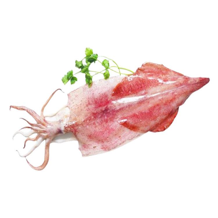 Mực Ống 1 Nắng