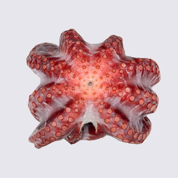 Bạch Tuộc Chín Nguyên Con