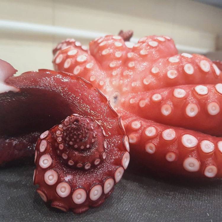 Bạch Tuộc Chín Nguyên Con